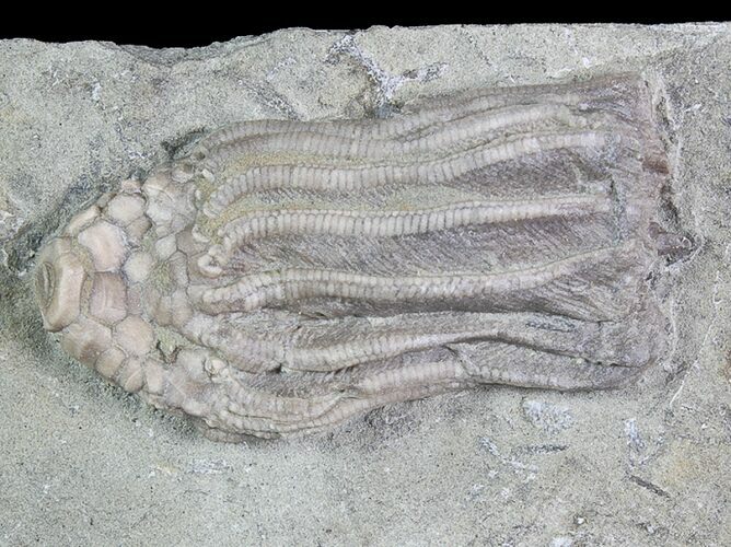 Crinoid (Macrocrinus) Fossil - Crawfordsville, Indiana #92758